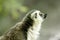 A Ring-tailed Lemur Lemur catta