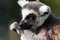 Ring-tailed Lemur - Lemur catta