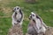 Ring-tailed Lemur - Lemur catta