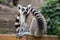 Ring-tailed lemur Lemur catta