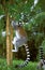 Ring Tailed Lemur, lemur catta, Adult hanging from Trunk