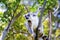 Ring-tailed lemur, lemur catta, anja