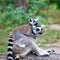 Ring-tailed lemur (lemur catta) with baby ride on one\'s back in