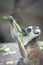 The ring-tailed lemur Lemur catta in Beijing Zoo