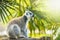 Ring-tailed lemur Lemur catta in a forest with bright and vivid