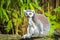 Ring-tailed lemur Lemur catta in a forest with bright and vivid