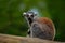 Ring-tailed Lemur, Lemur catta, with green clear background. large strepsirrhine primate in the nature habitat. Cute animal from