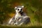 Ring-tailed Lemur, Lemur catta, with green clear background. large strepsirrhine primate in the nature habitat. Cute animal from M