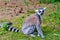 Ring tailed Lemur Lemur catta looking at the camera in Beekse Bergen safari Netherlands