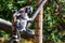 Ring-Tailed Lemur or Lemur catta mother with child