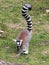 Ring-tailed lemur (Lemur catta) moving on the ground