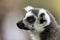 The ring-tailed lemur Lemur catta portret