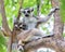 Ring-tailed lemur (lemur catta) ring-tailed lemur