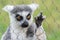 A ring tailed lemur Lemur catta sits looking through the metal lattice grid