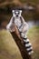 The ring-tailed lemur, Lemur catta sitting on a branch. Portrait of a primate with long, black and white ringed tail and orange ye