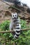 Ring-tailed lemur, Lemur catta, sitting on a rope