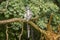Ring Tailed Lemur, Lemur Catta, a strepsirrhine primate with an extremely long, heavily furred tail, covered with black and white