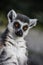Ring Tailed Lemur - Lemur catta - from tropical Madagascar