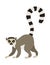 Ring tailed lemur (Lemur catta). Vector illustration, isolated on white
