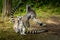 Ring-tailed lemur (Lemur catta) is watching me to make sure it stays safe.