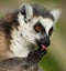 Ring Tailed Lemur licking paw