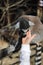 Ring tailed lemur licks the hand of a child