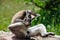 Ring-tailed Lemur licks his leg