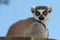 Ring-tailed Lemur looking at camera