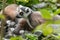 Ring tailed lemur looks around