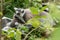 Ring-tailed lemur looks around with fear