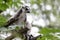 Ring-tailed lemur looks around from the tree