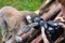 Ring-tailed lemur looks in camera lens