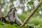 Ring-tailed lemur looks over the edge