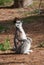 Ring-tailed lemur looks up