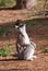 Ring-tailed lemur looks up