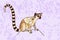 Ring-tailed lemur, lumpy, katta. eps10 vector stock illustration. hand drawing