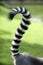 Ring tailed lemur from Madagascar. Question mark s