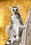 Ring-tailed lemur monkey (lemur catta)