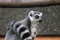 Ring-tailed Lemur monkey with orange eyes in a zoo