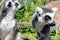 Ring-tailed Lemur Monkeys