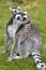 Ring Tailed Lemur Mother with Baby