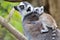 Ring Tailed Lemur Mother with Baby
