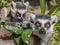 Ring-tailed lemur mother with child