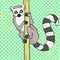 Ring-tailed lemur. Pop art background. An animal cats lemur on a branch of bamboo, wood. Raster