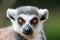 Ring tailed lemur portrait