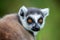 Ring-tailed lemur portrait Lemur catta, Anja Reserve, Madagascar