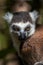 Ring-tailed lemur portrait Lemur catta, Anja Reserve, Madagascar