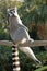 Ring-tailed Lemur relaxed and stretched