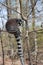 Ring-tailed lemur sits alone in a tree