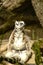 A Ring-tailed Lemur sits in a tree resting and looking like he his meditating as the sun beams on him
